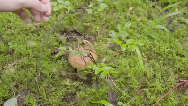 Крупный план женщины, собирающей грибы ножом
 - Кадры, видео