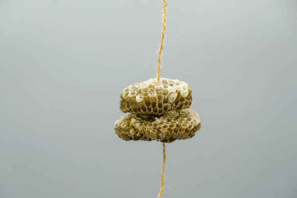  Maison de guêpes sauvages avec nid d'abeilles en deux étages sur une corde de laine. Espace de copie. Gros plan
. - Photo, image