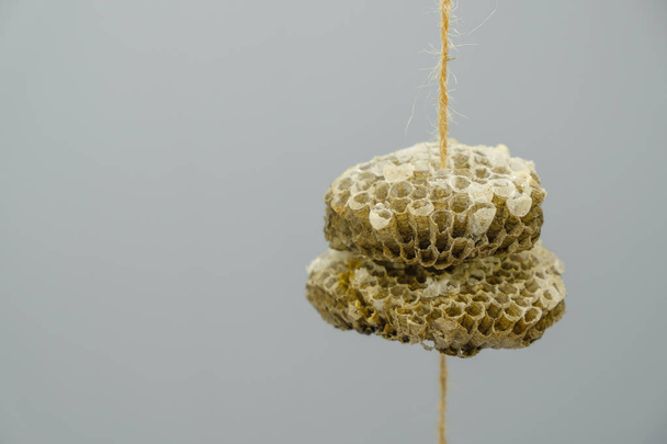 Casa de vespas selvagens com favos de mel em dois andares em uma corda lanosa. Espaço para cópia. Fechar
. - Foto, Imagem