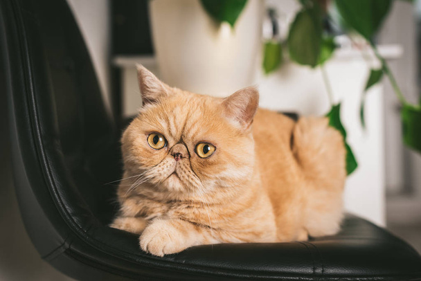Ginger Exotic Shorthair Cat On Black Chair - Foto, afbeelding