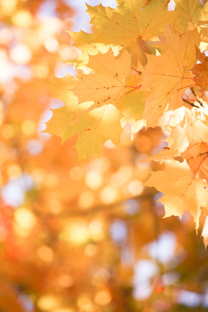 Autumn leaves background - Φωτογραφία, εικόνα
