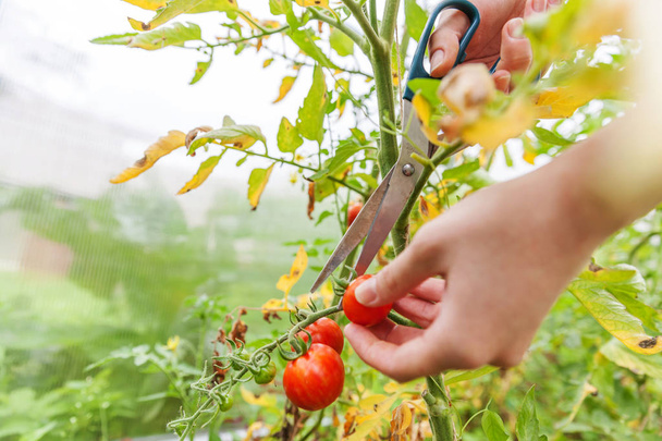 新鮮な熟した有機トマトを摘む女性農場労働者の手 - 写真・画像