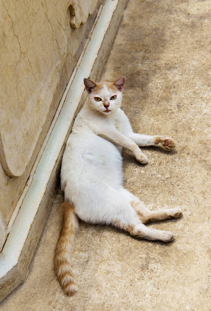 Pouliční kočka spící na zemi. - Fotografie, Obrázek