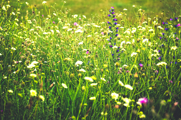 Green grassand sping flowers background - Photo, Image