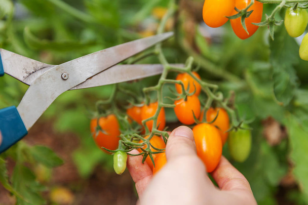 Landarbeiterin pflückt frische reife Bio-Tomaten - Foto, Bild