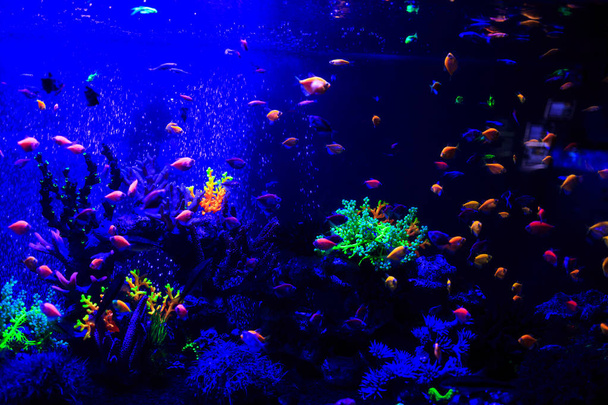 Piękna Grupa ryb morskich złapany na aparacie pod wodą pod ciemnoniebieskim naturalnym tłem oceanu lub akwarium. Podwodne kolorowe ryby i życie morskie. Selektywna koncentracja - Zdjęcie, obraz
