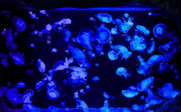 Jellyfish swims and moves in the aquarium with green lights. Beautiful inhabitants of the sea.  - Foto, Bild