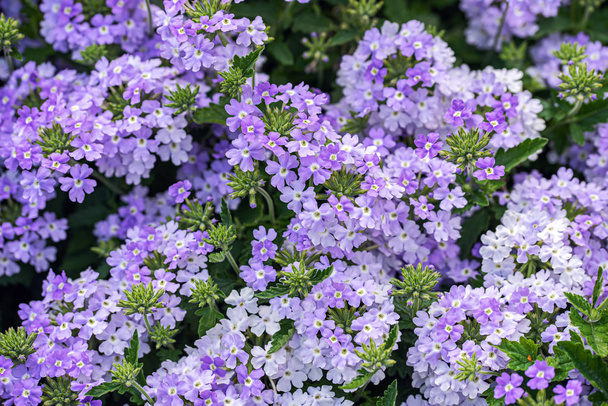 Pattern of small purple garden phlox flowers - Photo, Image