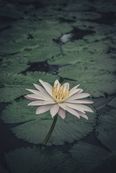 Ένα όμορφο ροζ λουλούδι νούφαρο ή lotus - Φωτογραφία, εικόνα