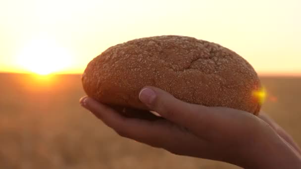 brood in de handen van een meisje over een tarwe veld in de stralen van de zonsondergang. lekker brood op de palmen. vers roggebrood over volwassen oren met graan. landbouw concept. bakkerijproducten - Video