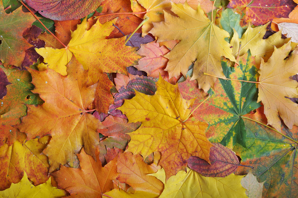 Autumn leaf - Фото, зображення