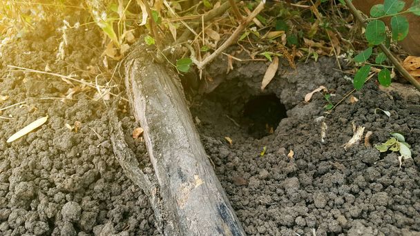 Рисовое поле мышиная нора, один из грызунов, который вредит фермерам повреждением сельскохозяйственных культур
 - Фото, изображение