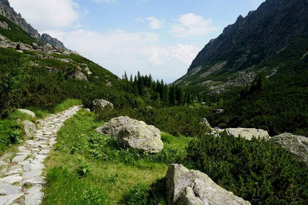  Mountain stone trail through forest in High Tatras. Mountain road in the forest.Journey through the Carpathian forests and mountains                                - Photo, Image
