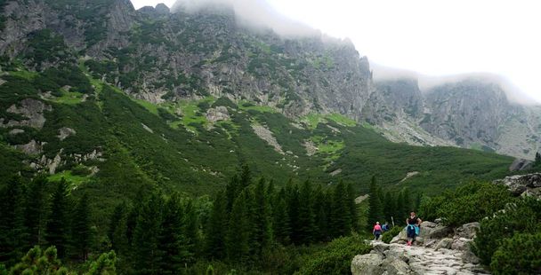 Yüksek Tatras orman yoluyla dağ taş izi. Ormandaki dağ yolu. Karpat ormanları ve dağları ile yolculuk         - Fotoğraf, Görsel