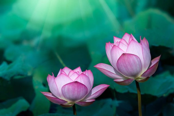 Blatt und Lotusblume und Lotusknospe  - Foto, Bild