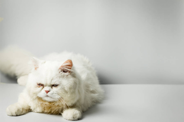 Gato persa blanco con lana que frunce el ceño sobre fondo blanco
. - Foto, Imagen