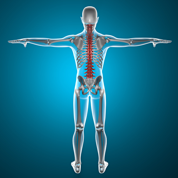 Рентгеновский скелет позвоночника
 - Фото, изображение