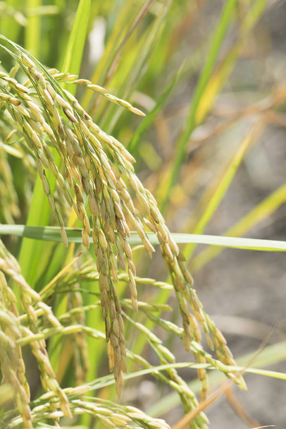 Gros plan de riz paddy vert. - Photo, image