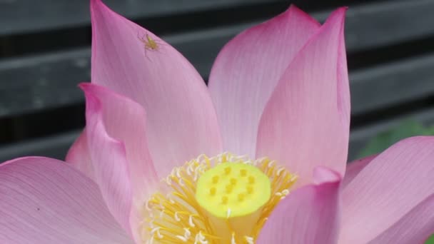 Arı ve örümcek lotus çiçek, stok görüntüleri geliyor - Video, Çekim