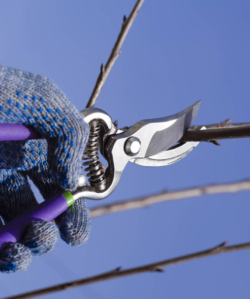 Trimming tree with a cutter. Spring pruning of fruit trees. - Photo, image