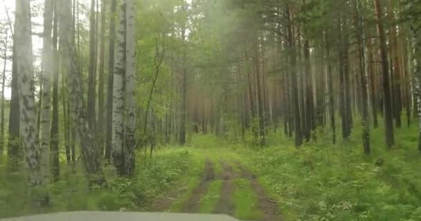 Les s vysokými stromy viděn ze čelního skla - Záběry, video