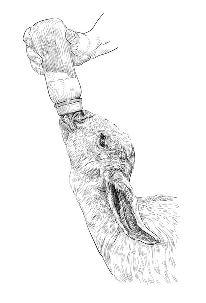 Черно-белый рисунок человеческой руки, кормящей козленка миллиметром
 - Вектор,изображение