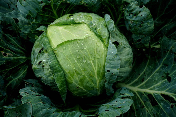 Φρέσκο πράσινο λάχανο που αναπτύσσεται σε οικολογικές φάρμες - Φωτογραφία, εικόνα