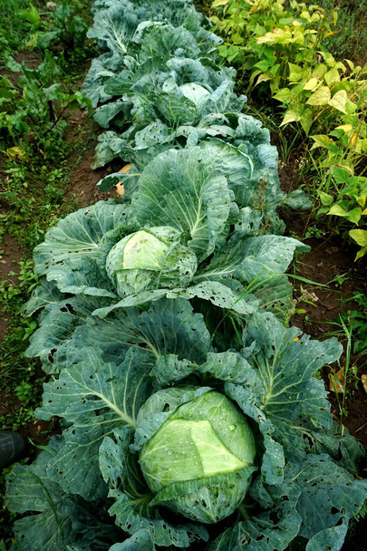 生態農場で栽培される新鮮な緑のキャベツ野菜 - 写真・画像
