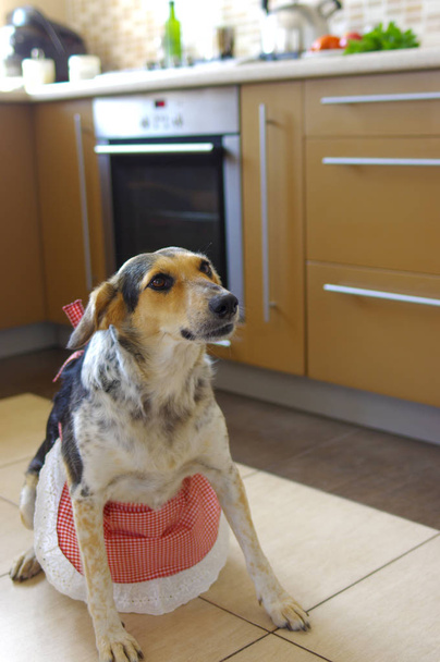 Perro de raza mixta con delantal rojo guardando en la cocina con aspecto amenazante
  - Foto, imagen