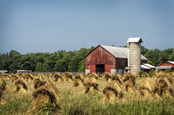stosy Amiszów pszenicy - Zdjęcie, obraz