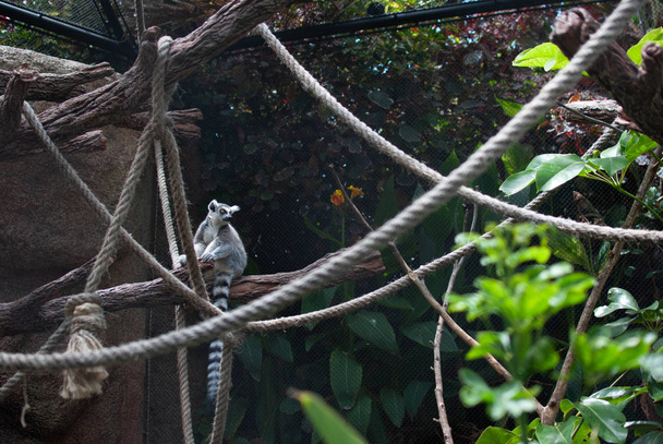 Niedlicher Lemur sitzt auf einem Baum und blickt in die Ferne - Foto, Bild