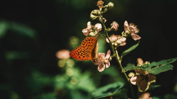 Belo tiro de uma planta florescente em uma floresta com uma borboleta bebendo néctar dele em uma floresta
 - Foto, Imagem