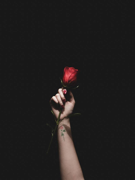 Beautiful shot of a hand with a little tattoo holding a dark red rose - Zdjęcie, obraz
