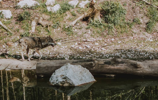 Γκρίζος λύκος κοντά σε ένα ποτάμι σε ένα δάσος - Φωτογραφία, εικόνα