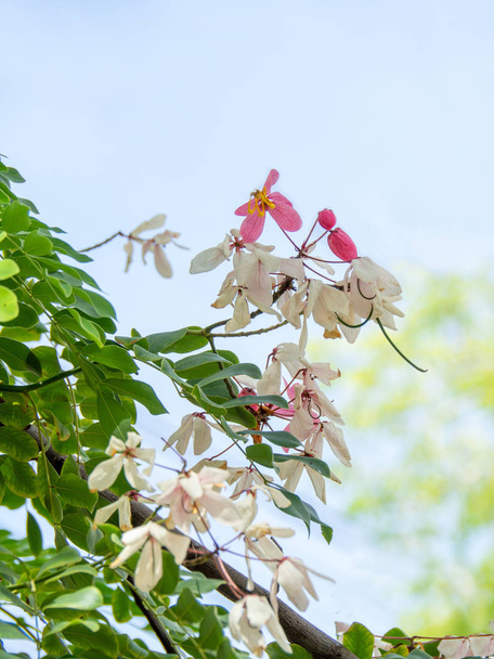 Квіти Cassia bakeriana або загальне ім'я кінь Cassia, Pink Cassia, рожевий душ або бажаючим дерево. Квітучі рослини в сім'ї бобових зазвичай зустрічаються в кожній частині Таїланду. - Фото, зображення