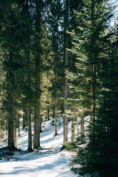 Beautiful shot of a thick forest during Winter - Fotografie, Obrázek