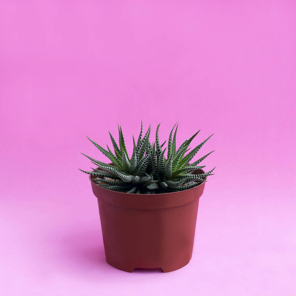 Homemade cactus on pink background  - Foto, imagen