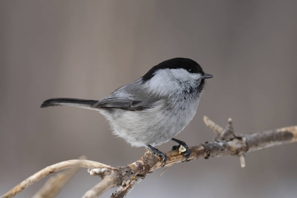 Willow Tit, Black-capped Chickadee, Parus montanus in the natura - Foto, afbeelding