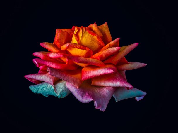 Веселка кольоровий ізольований розквіт троянди макро фантазія на чорному тлі
 - Фото, зображення