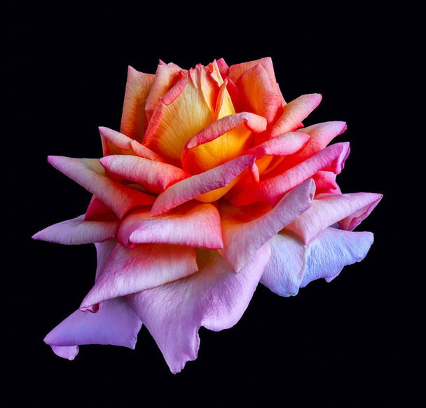 colorido isolado rosa flor macro fantasia no fundo preto
 - Foto, Imagem