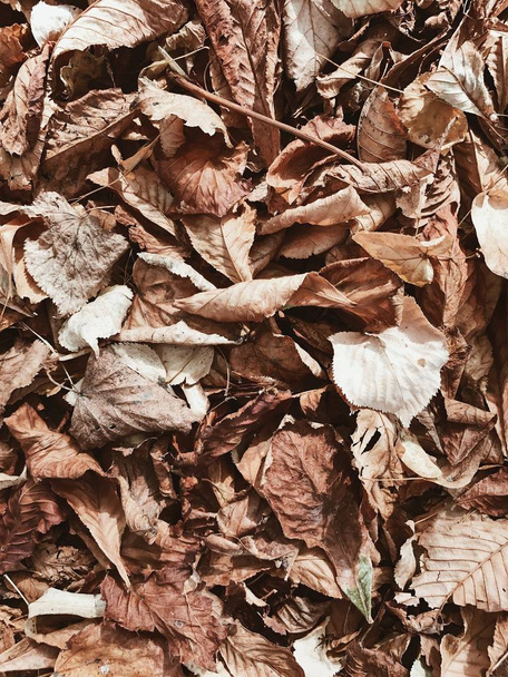 Composición de otoño y otoño. Fondo de hojas secas beige y marrón. Asiento plano, vista superior. Concepto de caída
.  - Foto, imagen