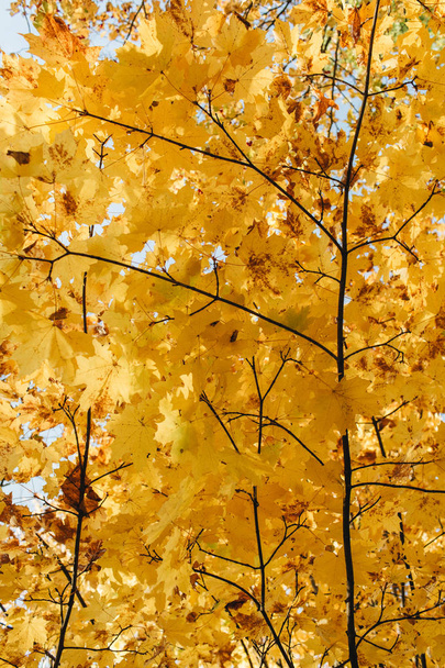 Herfst en herfst samenstelling. Prachtig landschap met gele en oranje esdoorn bladeren en bomen. Zonnige dag in het Park. Herfst concept en natuurlijke achtergrond.  - Foto, afbeelding