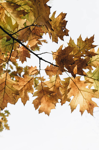 Otoño, otoño y composición mínima. Hermosa rama con hojas de roble amarillo, naranja y verde. Concepto de caída y fondo natural
.  - Foto, imagen