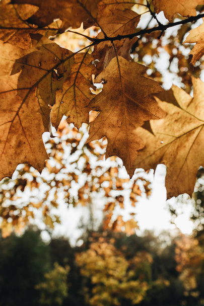 Syksy ja syksy koostumus. Puistossa on kauniita oransseja tammen lehtiä. Fall käsite ja luonnollinen tausta
.  - Valokuva, kuva