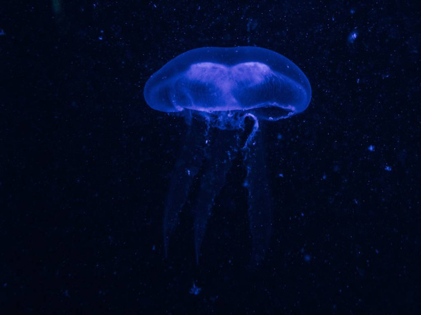 Closeup of a blue jellyfish in dark blue water - Fotó, kép
