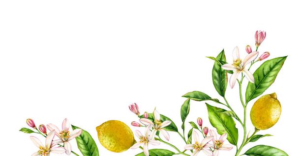 Citrom gyümölcs fióktelep alsó sarokban összetétele. Reális botanikai akvarell illusztráció a citrusfa és a virágok, kézzel rajzolt izolált virág rajzolatú fehér - Fotó, kép