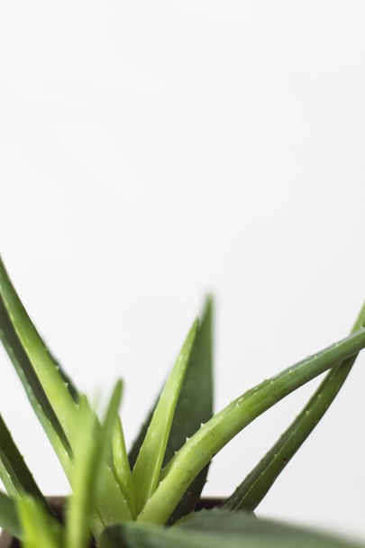 Extreme closeup shot of agave plant leaves - Fotó, kép