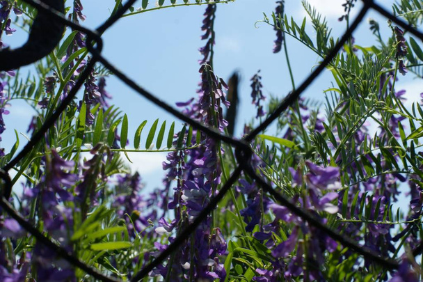 Flores silvestres azules en el fondo de una cerca de hierro de la red
 - Foto, Imagen