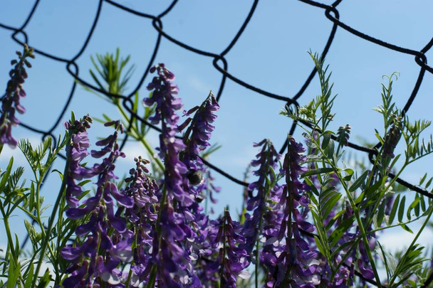 Flores silvestres azules en el fondo de una cerca de hierro de la red
 - Foto, Imagen