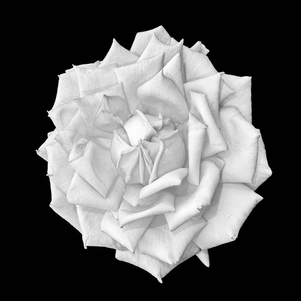 Monochrome isolated white rose blossom macro,black background - Photo, Image